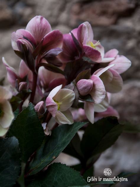 Sanpaulijos augalas su ryškiais žiedais ir lapais