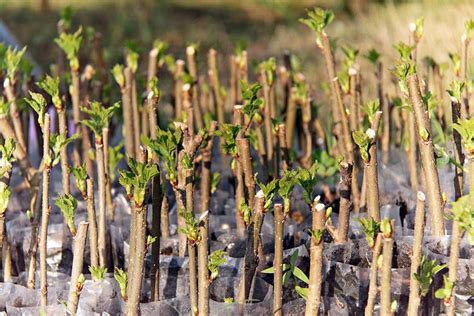 Sanpaulijos dauginimas lapų auginiais: procesas ir rezultatai