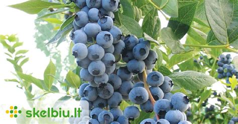 Vaizdinė iliustracija: sodinukai šilauogių plantacijoje