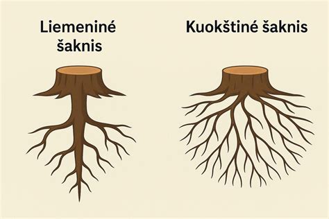 Schema: šilauogės šaknų sistema ir mikorizė