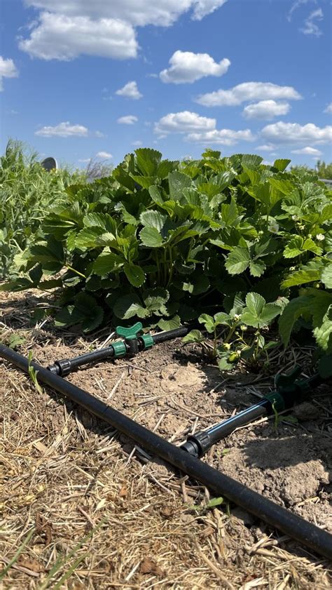 Nuotrauka: lašelinė laistymo sistema šilauogių plantacijoje