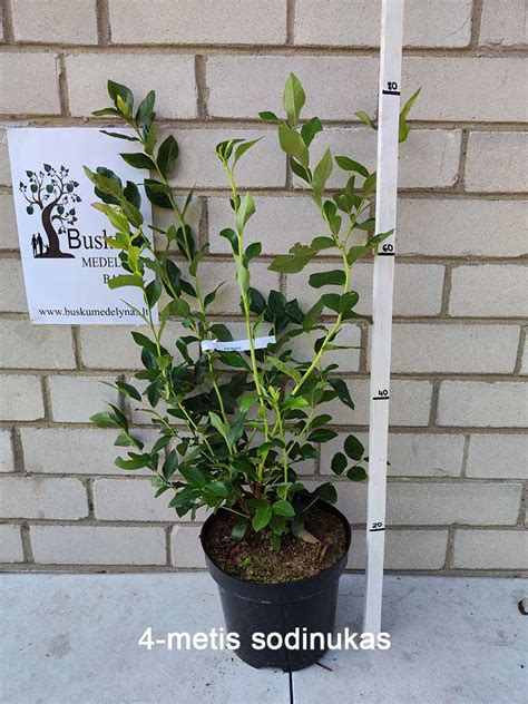 Nuotrauka: teisingai pasodintas šilauogės sodinukas