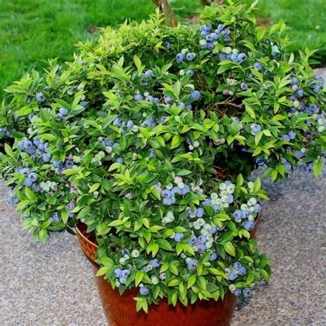 Iliustracija: teisingai genėtas šilauogės krūmas