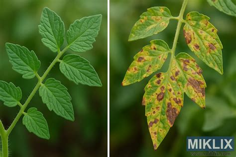 Nuotrauka: pažeisti šilauogės lapai