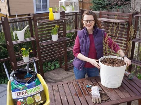 Nuotrauka, vaizduojanti plastikinį vazoną, naudojamą kaip vidinį įdėklą didesniame dekoratyviniame vazone