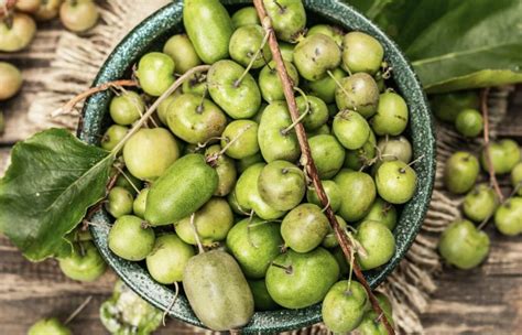 Aktinidijų uogų derlius