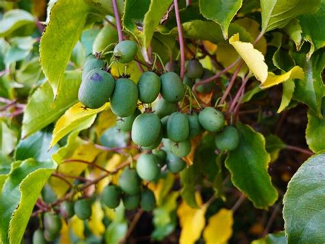 Dailiosios aktinidijos uogos