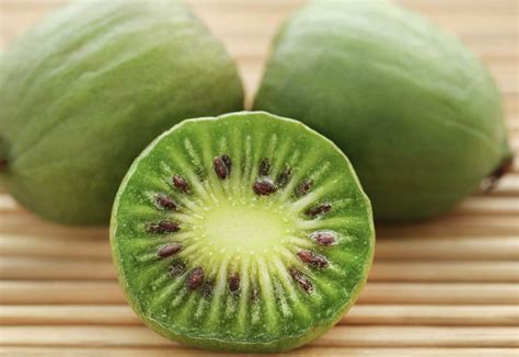 Aktinidijų atraminė sistema