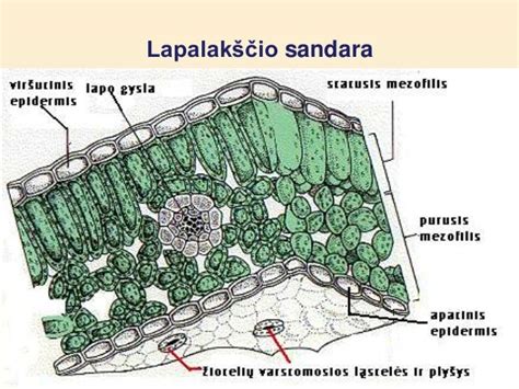 Iliustracija: schematiškas vandens augalo sandaros palyginimas su sausumos augalu