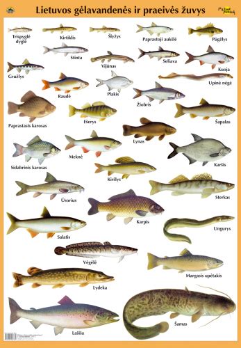 Iliustracija: populiariausių Lietuvos ežerų žuvų rūšys