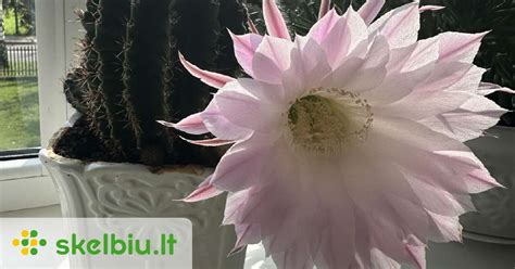 Gražiai žydintis kaktusas gamtoje