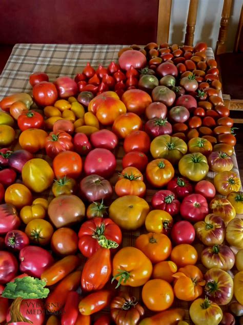 įvairių rūšių pomidorų asorti