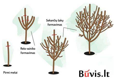 Schema, kaip genėti jauną koloninę obelį pirmaisiais metais