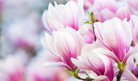 Schema, iliustruojanti teisingą magnolijos laistymą ir dirvožemio pralaidumą