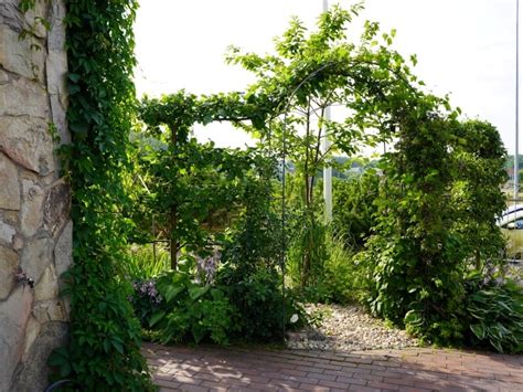 nuotrauka su įvairiais vijokliniais augalais, apželdinančiais sieną ir pavėsinę