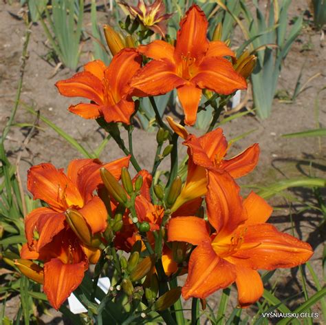 Nuotrauka: Ryškiai oranžiniai žiognagės žiedai