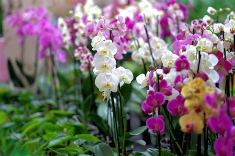 Nuotrauka: Įvairių spalvų orchidėjos falenopsio žiedai