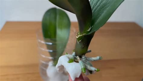 scheminis brėžinys, kaip įsišaknyti orchidėjos lapą