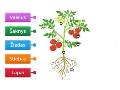 iliustracija su stiebo auginiais paruoštais sodinimui