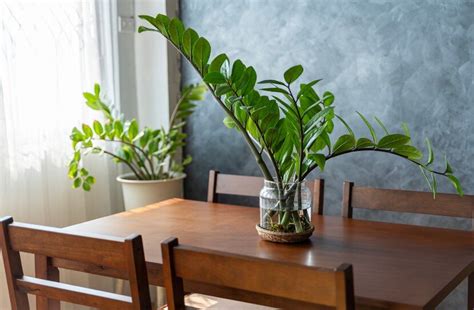 Zamiokulko šakniagumbiai, kaupiantys vandenį