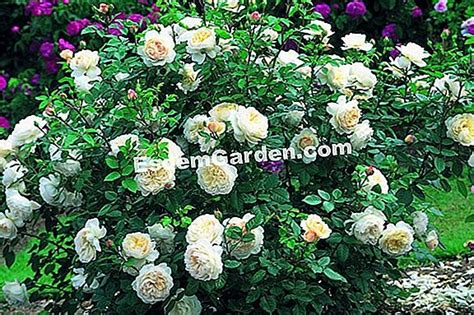 Floribundinių rožių krūmas su daugybe žiedų