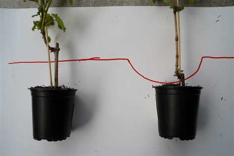 Schematinis rožės sodinimo gylis