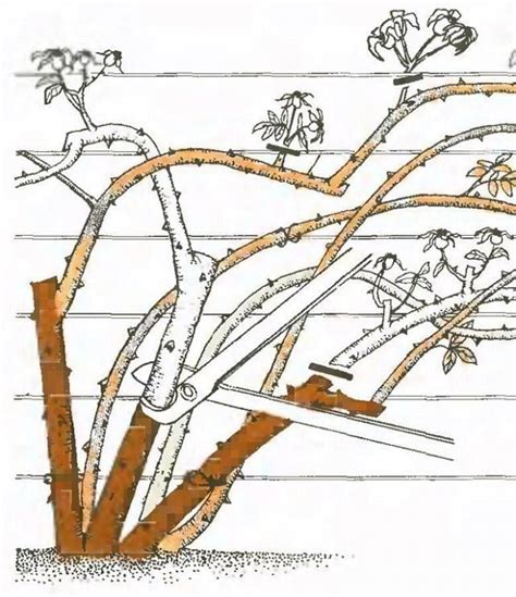 Rožių genėjimo pavasarį iliustracija