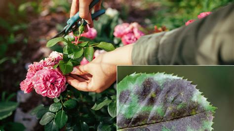 Rožė, pažeista juodojo dėmėtumo