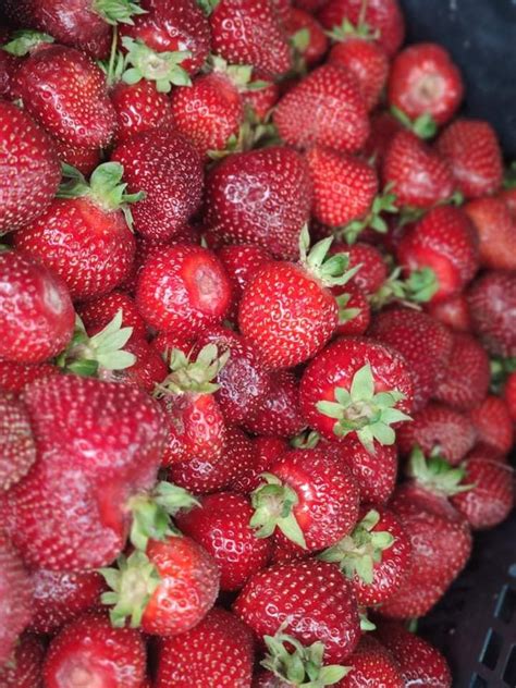 Didelės, raudonos ir sultingos Azijos braškių uogos