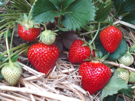 Braškių veislės Azija didelės ir sultingos uogos