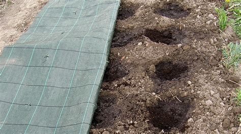 Braškių sodinimas eilėmis ant paruoštos lysvės