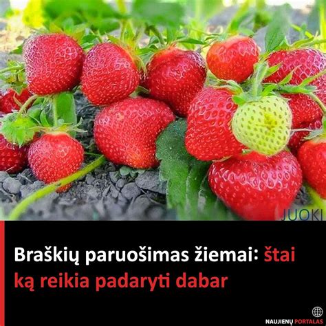 Braškių lysvių dengimas žiemai