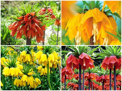 Rusmenės žiedų kekė su varpelio formos žiedais