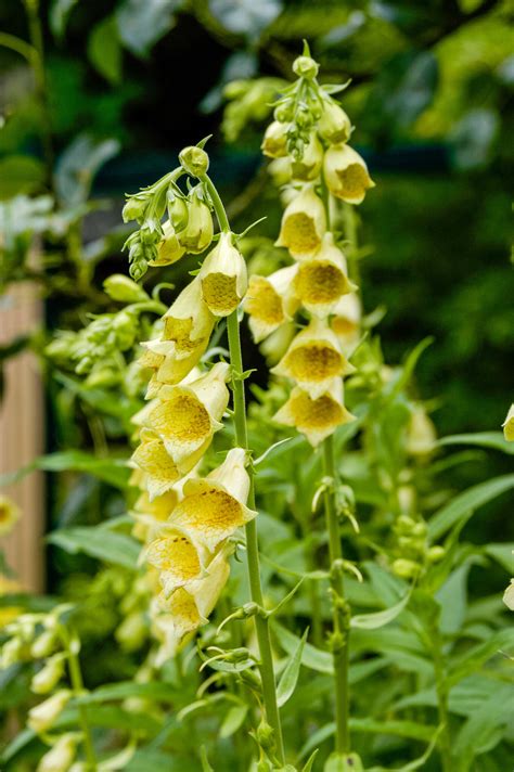 Stambiažiedės rusmenės (Digitalis grandiflora) geltoni žiedai