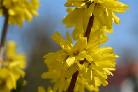 Įvairūs geltonai žydintys pavasario augalai sode