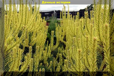 Geltonai spygliais ir lapais dekoratyvūs spygliuočiai