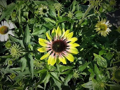 Ilgaamžės geltonai žydinčios daugiametės gėlės