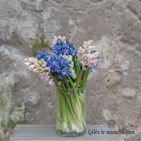 įvairių spalvų veronikų žiedai