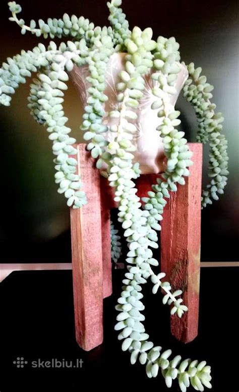 įspūdingas sukulentas su storu kaudeksu