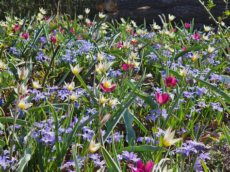 Sodrus gėlynas su įvairiais varpeliais saulėtoje vietoje
