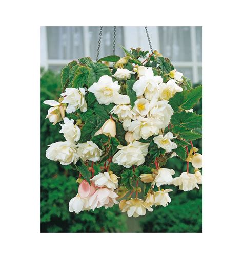 Vaizdinis pavyzdys: įvairių spalvų svyrančios begonijos vazone