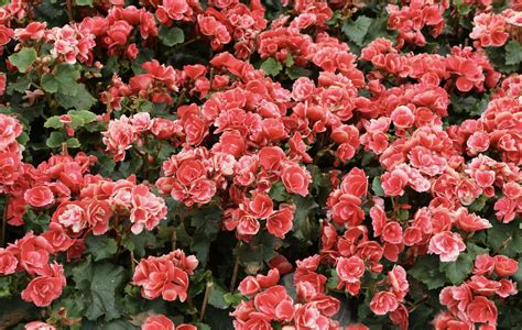 Schematinis vaizdas: begonijos gumbų paruošimo ir sodinimo etapai