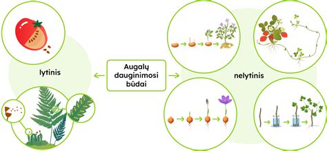 Schema, iliustruojanti augalų dauginimosi būdus: vegetatyvinį ir sėklinį.
