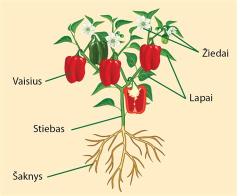 Schema, iliustruojanti gūžinio kopūsto augalo sandarą ir jo pagrindines dalis (gūžę, lapus, kotą)