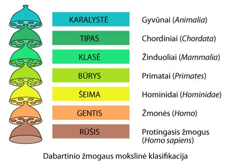 Infografika, vaizduojanti hierarchinę augalų taksonomijos sistemą su pavyzdžiais