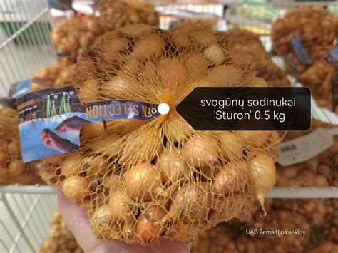 Nuotrauka, vaizduojanti didelę, tankią vidutinio vėlyvumo kopūsto gūžę