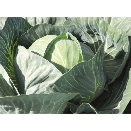 Nuotrauka, vaizduojanti vėlyvojo kopūsto gūžę su storu vaško sluoksniu ant lapų