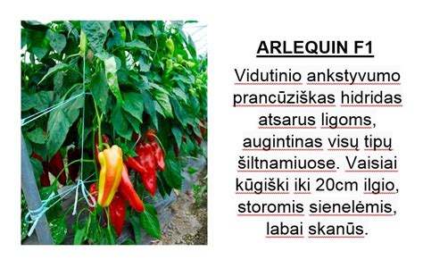 schema su paprikų daigų persodinimo etapuose