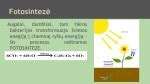 scheminis fotosintezės procesas chloroplastuose