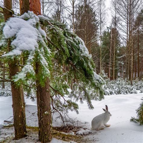lapų prisitaikymas prie skirtingo apšvietimo